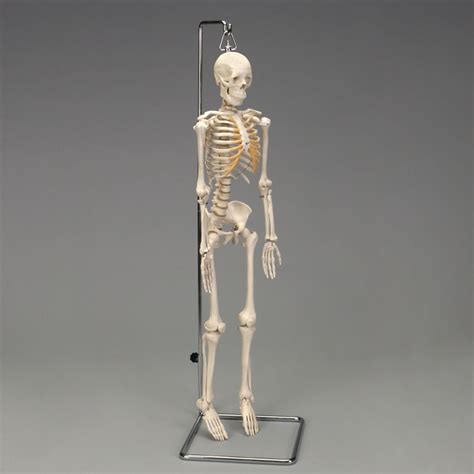 altay desktop miniature skeleton